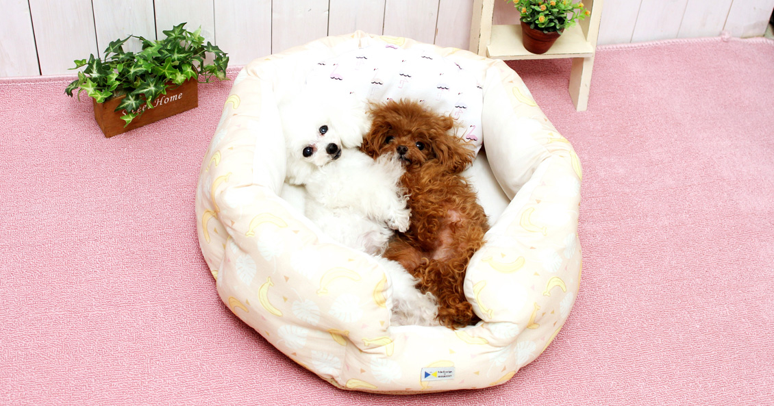 IDOG&ICAT 2021春夏ベッド・マット プレスリリース
