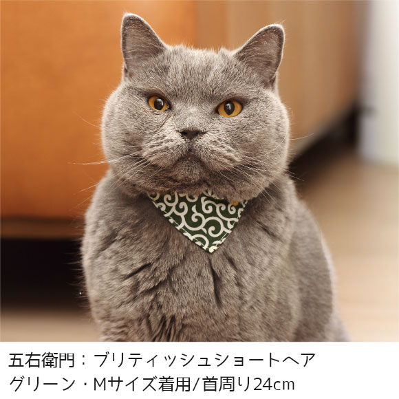 猫の正装♪襟付きの上品な首輪で清楚で可憐なニャンコに変身 #19 