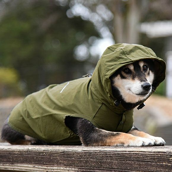 愛犬の雨散歩・帰宅後のケアとおすすめレインコート