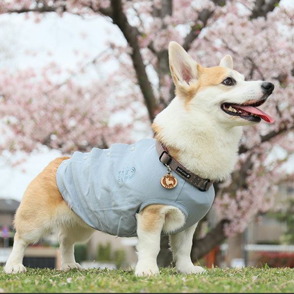 愛犬の服選び・おしゃれは健康生活の入口 #35