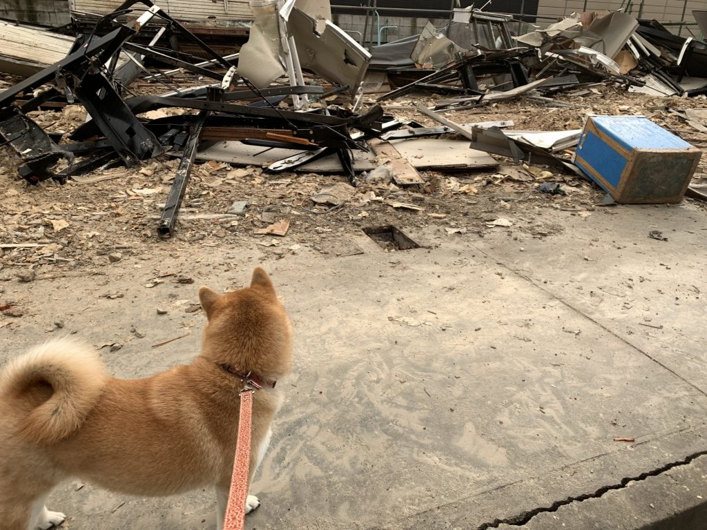 瓦礫の中を散歩する柴犬