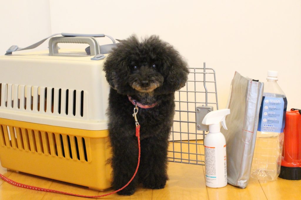 クレートに入った犬