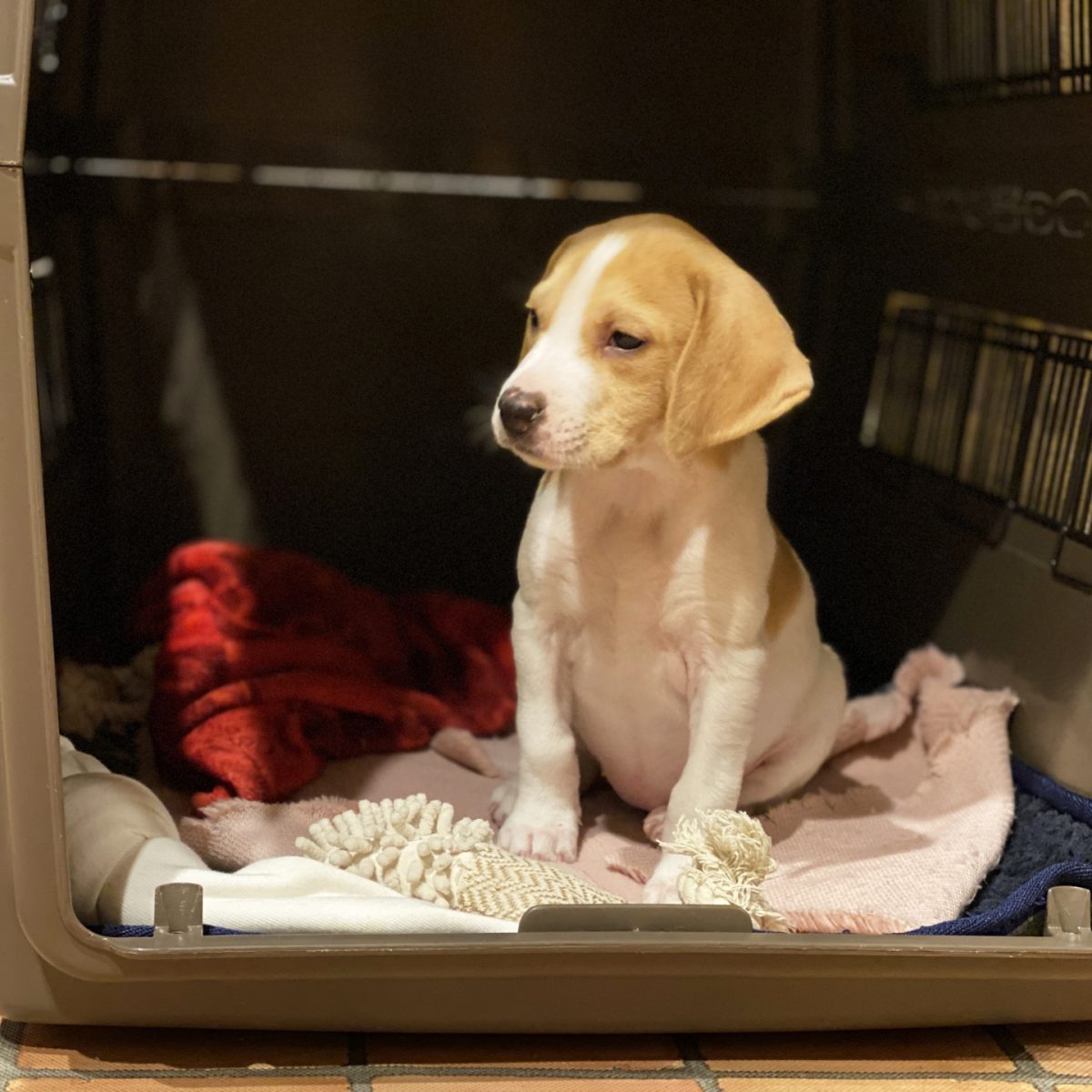 クレートに入る子犬