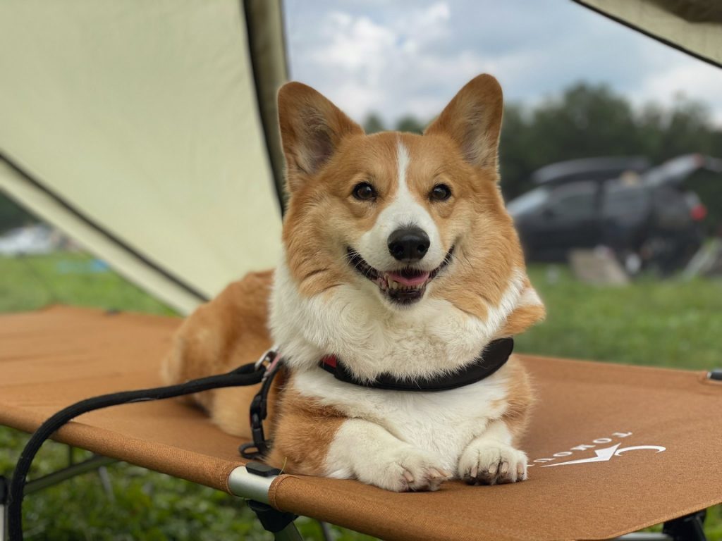 キャンプ場で休む犬