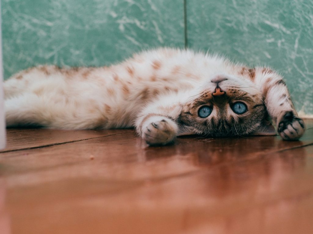 暑い夏に猫をお留守番させて大丈夫 エアコン設定など3つの注意点を解説 37 Idog Icat