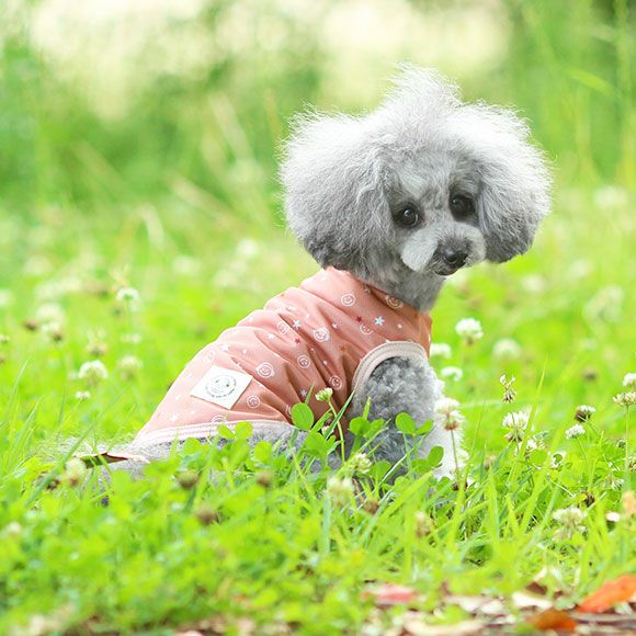 愛犬には虫よけが必要