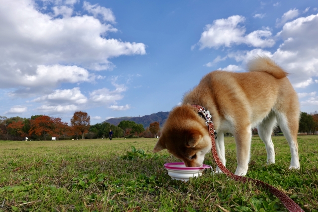 野外で水を飲む犬