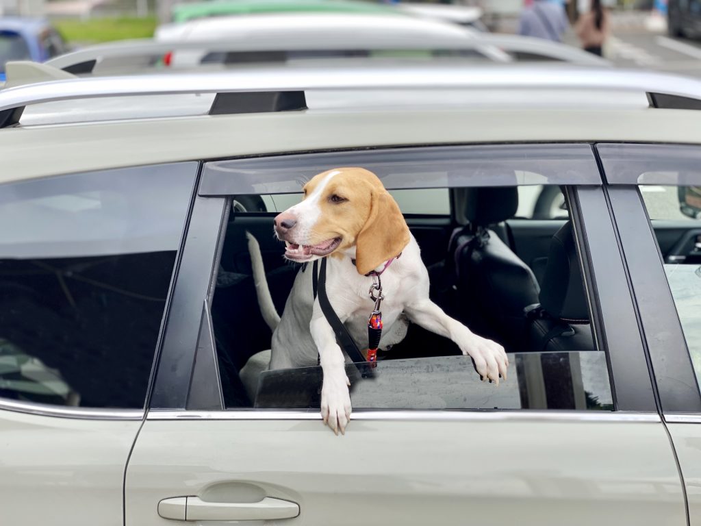 車の窓から顔を出す犬