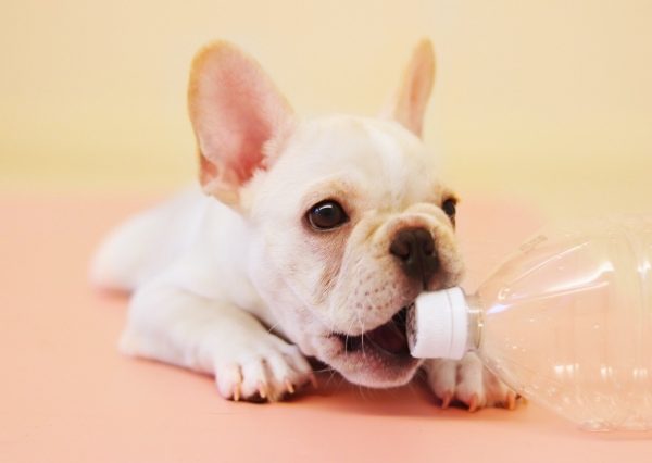 犬が水を飲まないのはなぜ？病気が原因？健康に必要な水分量と理由別の飲ませ方 #58