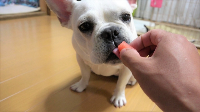 スイカを食べる犬