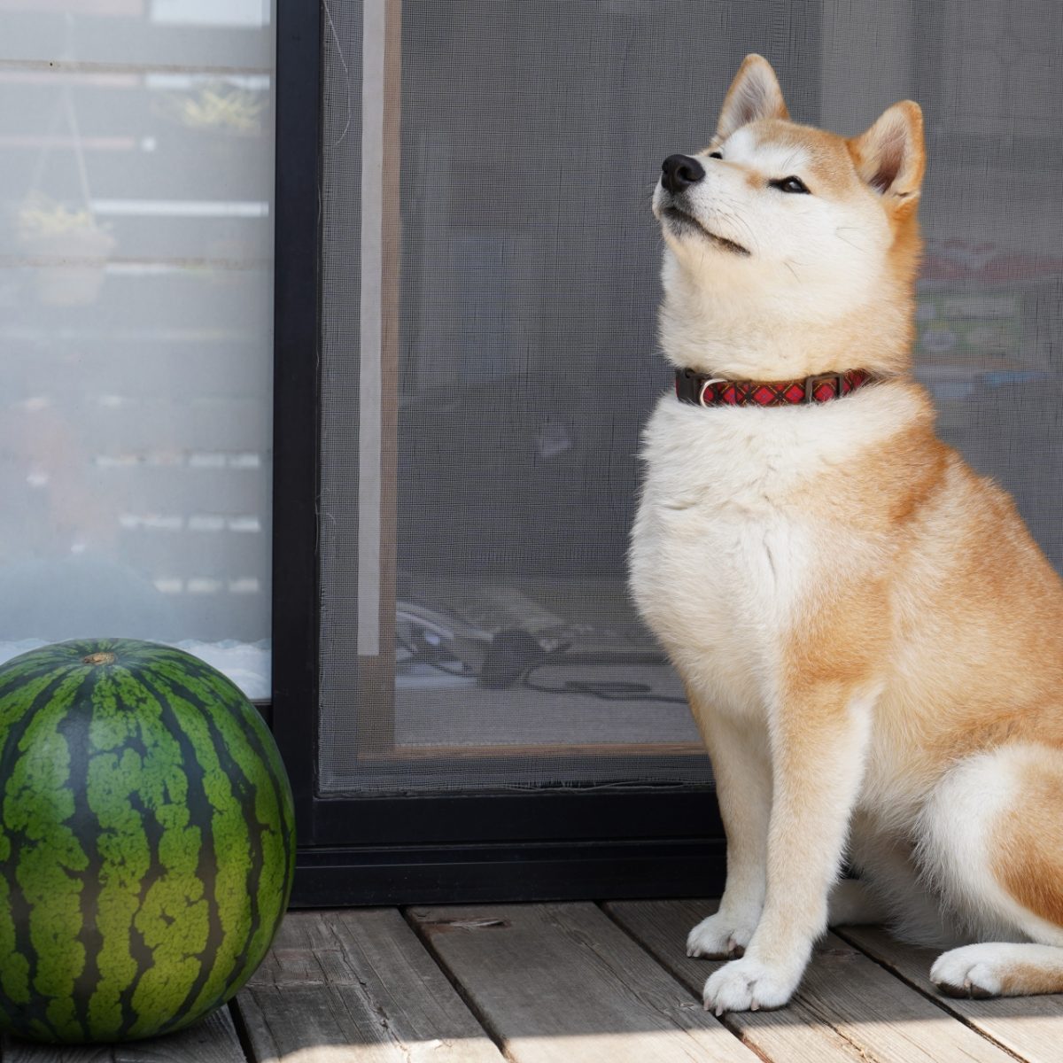 スイカと柴犬