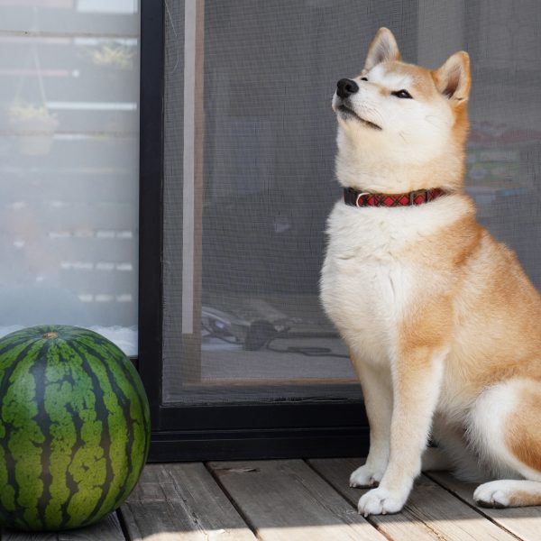 犬はスイカを食べても大丈夫！夏バテ対策にピッタリだけど老犬に与える時は注意 #44