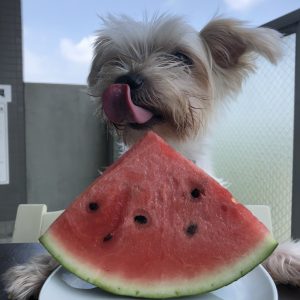 スイカを食べる犬