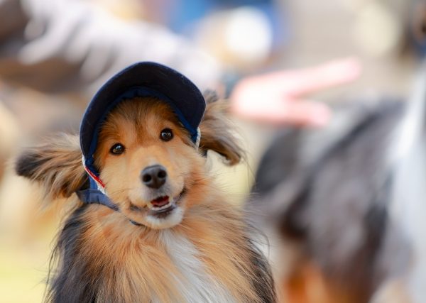 犬のカメラ目線をゲット!SNS映えするとっておきの写真を撮ろう #56