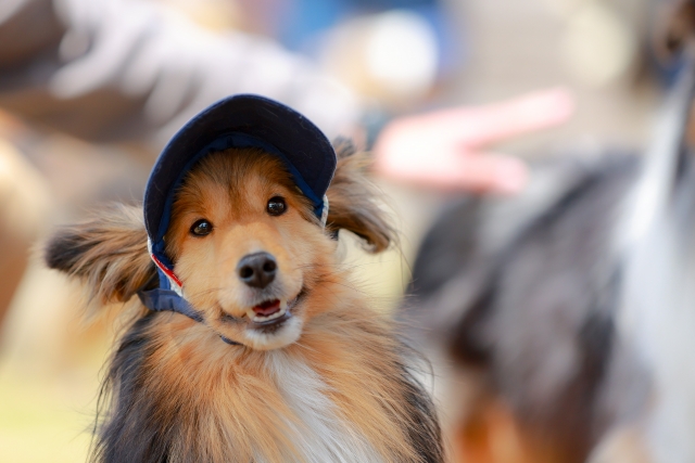 帽子をかぶった犬