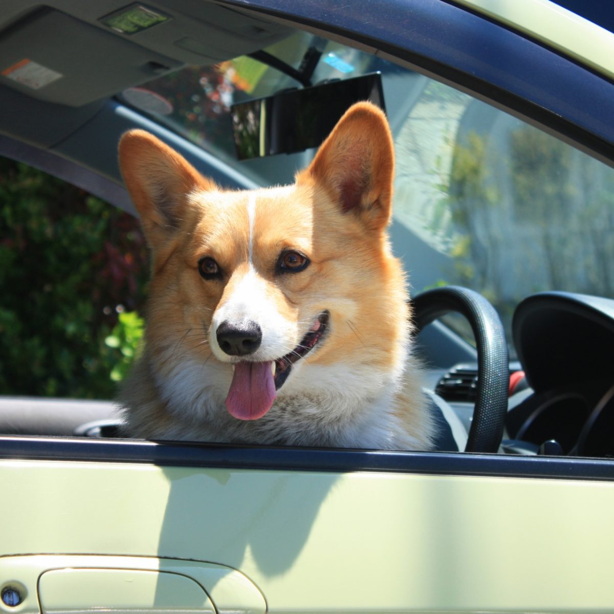 車の窓から顔を出す犬