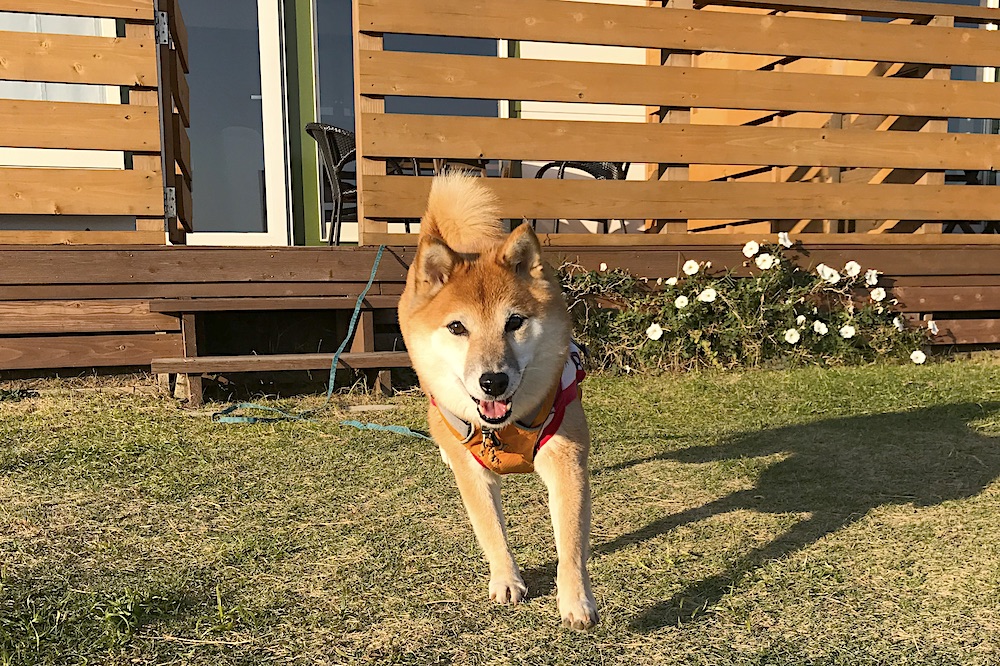 走る柴犬