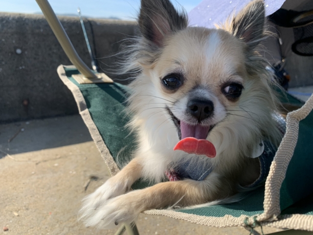 夏の暑さを感じる犬