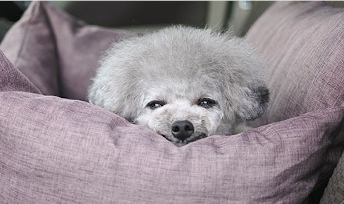 ベッドで眠そうにする犬