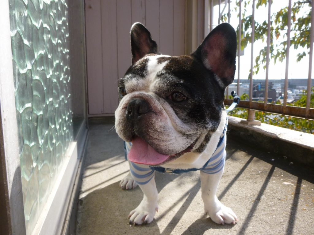 暑い日に口を開けて息をする犬