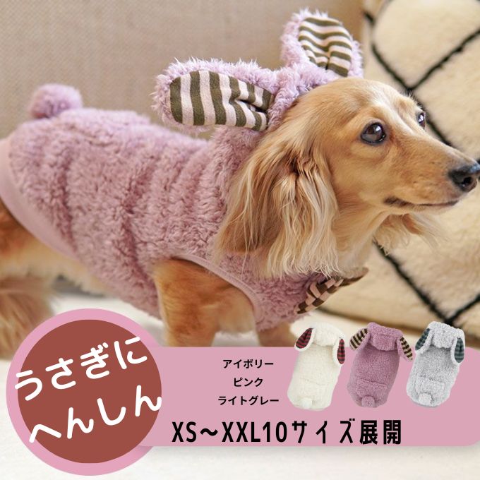 冬の防寒対策に犬服を着るミニチュア・ダックス