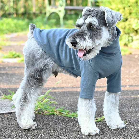 寒さに強いミニチュア・シュナウザーにも防寒対策は必要？おしゃれな 