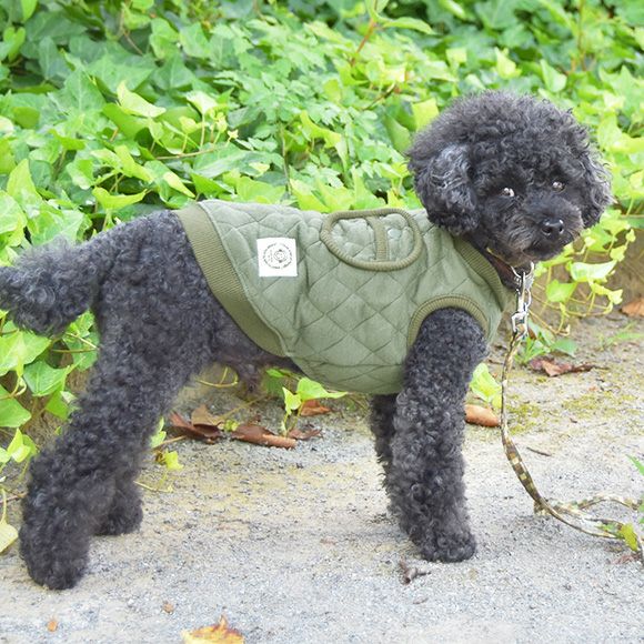 寒がりなトイプードルの防寒対策 あったかドッグウエアで快適な冬に Idog Icat