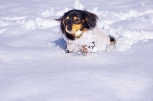 雪の中を走るミニチュアダックス