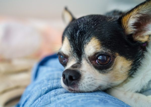 寒がりチワワの防寒対策・かわいくてあったかい冬服で寒さから守ろう！子犬やシニアの注意点も #59