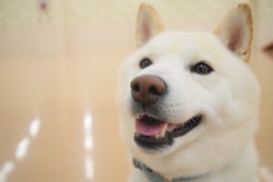 換毛期の柴犬