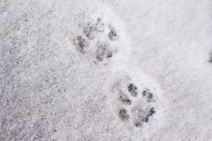 雪の上についた犬の足跡