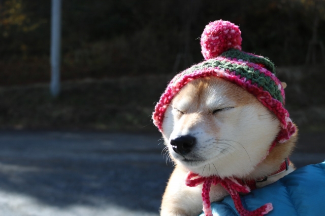 毛糸の帽子をかぶる柴犬