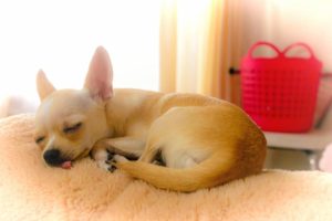 眠るチワワ