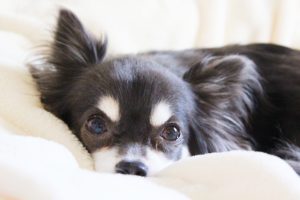 毛布にくるまるチワワ