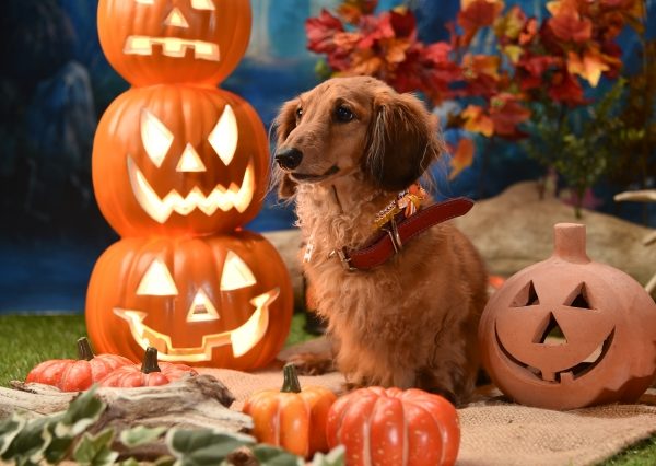 おいしい！かわいい！愛犬とおうちハロウィンアイデア集・レシピやおすすめドッグウエアも #76