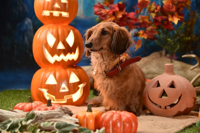 ハロウィン飾りと犬