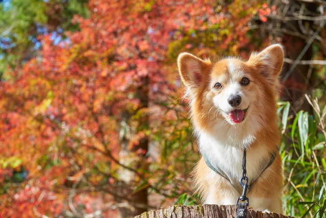 かわいいウェアで冬のお腹汚れを撃退 コーギーの汚れ 抜け毛対策を徹底解説 79 Idog Icat