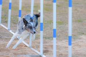 アジリティをする犬