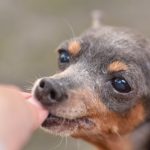 飼い主からおやつをもらうミニチュア・ピンシャー