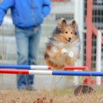 アジリティをする犬