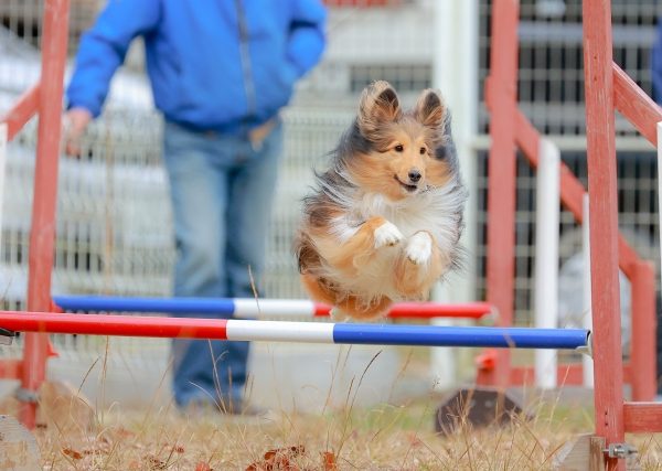 スポーツの秋を愛犬と満喫!ドッグスポーツに挑戦してみよう #88