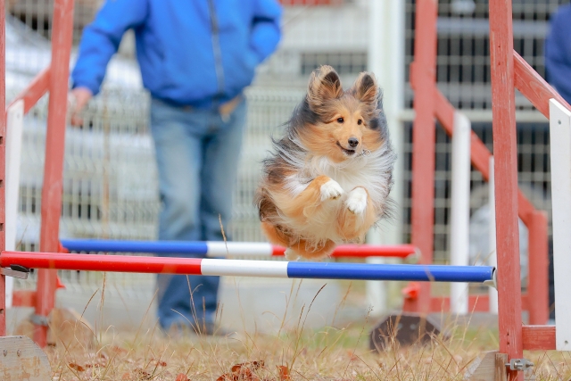 アジリティをする犬