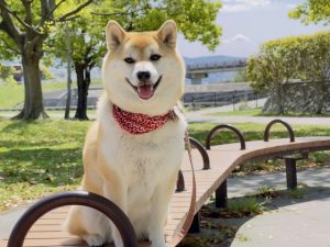 換毛気で冬毛になった柴犬