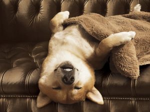 寒さ対策でエアコンの部屋で眠る柴犬