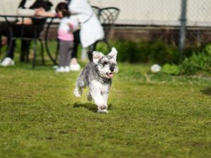 走るミニチュア・シュナウザー