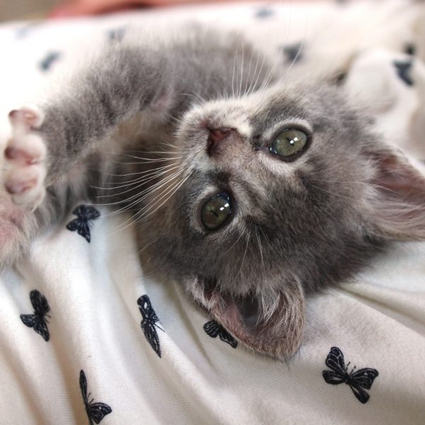 混血猫とは?毛色ごとの性格や特徴を徹底解説!家族に迎え入れる方法も #73