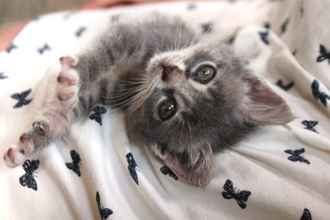 白とグレーの猫かもしれない写真 （猫の毛色図鑑【柄,色,模様の写真 