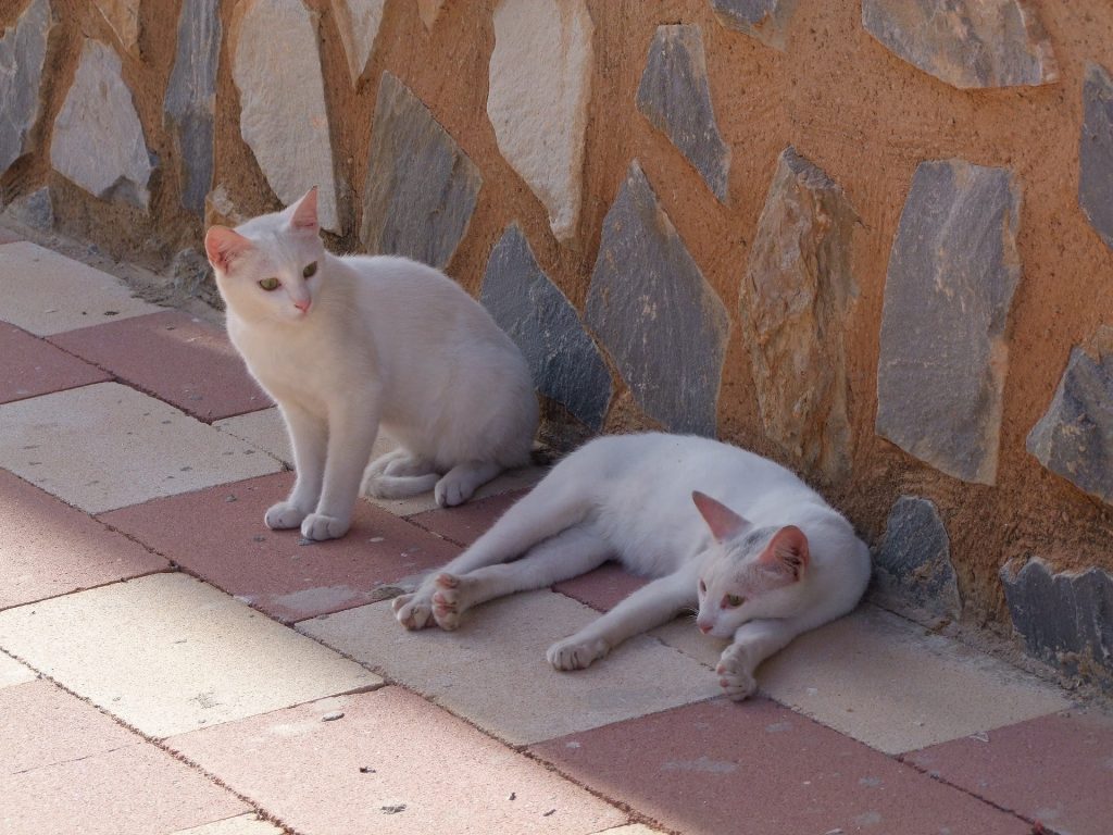 混血猫とは 毛色ごとの性格や特徴を徹底解説 家族に迎え入れる方法も 73 Idog Icat