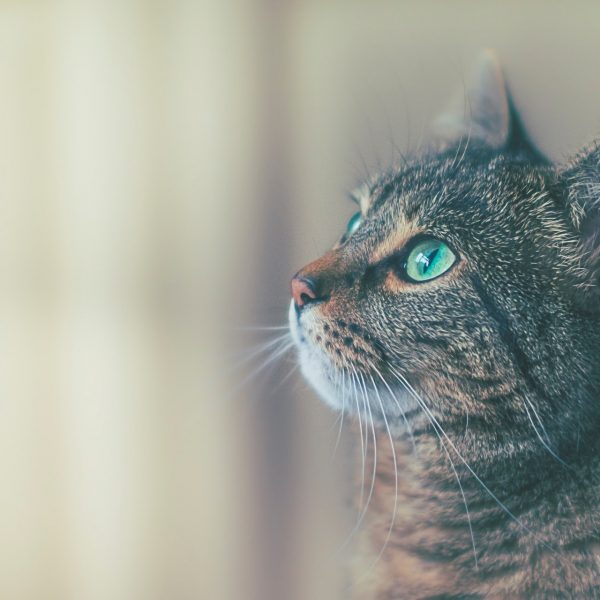 マンチカンの性格と特徴は?オスとメスの違いと飼い方のポイントも解説! #65