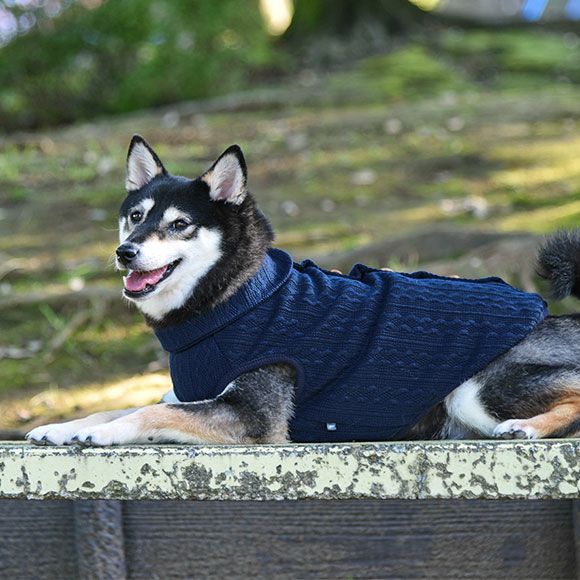 セーターを着る柴犬